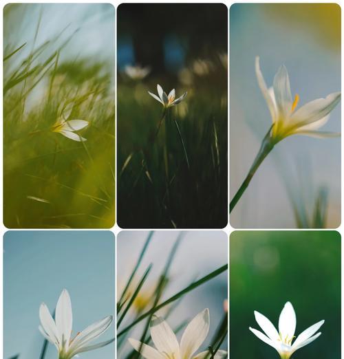 葱兰草花语代表什么？寓意有哪些特点？