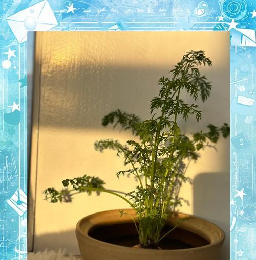 盆栽绿植发芽的常见原因有哪些？