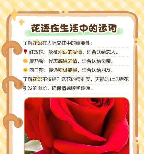 送人包的花花语代表什么？包的花花语有何深层含义？