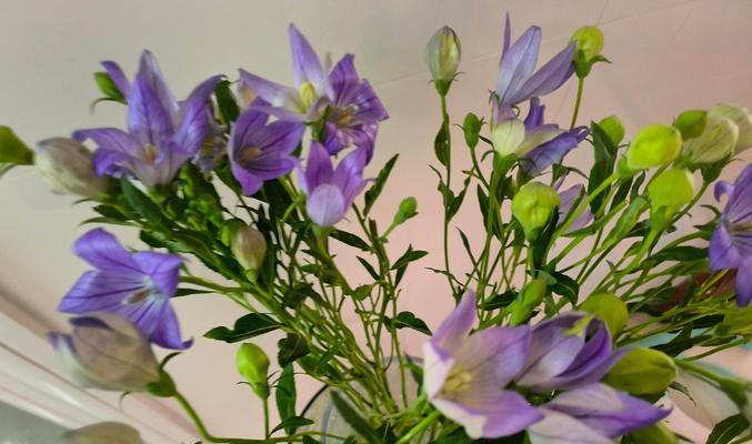 送人包的花花语代表什么？包的花花语有何深层含义？