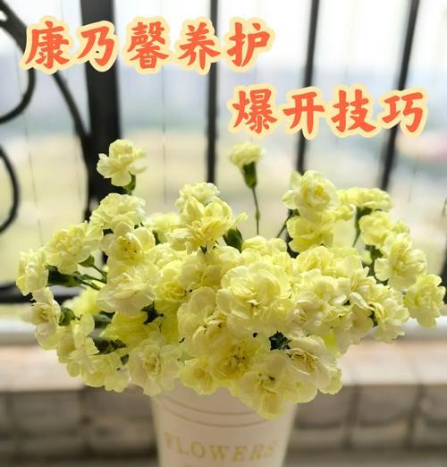 康乃馨的日常养护需要注意什么？