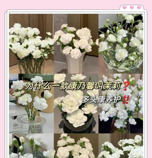 康乃馨的日常养护需要注意什么？