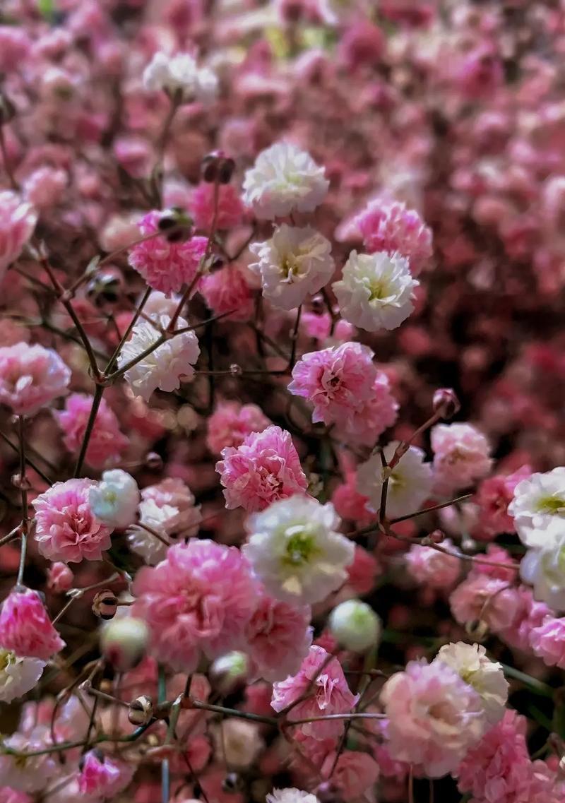 摇筛子的花语代表什么？它在花语中通常如何使用？