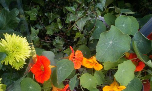 摇筛子的花语代表什么？它在花语中通常如何使用？