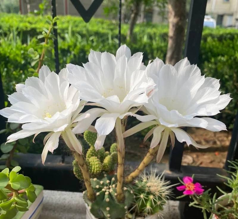 做仙人掌花语怎么说的？它代表了什么样的精神？