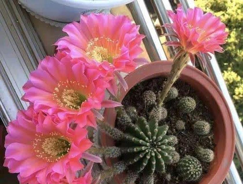 做仙人掌花语怎么说的？它代表了什么样的精神？