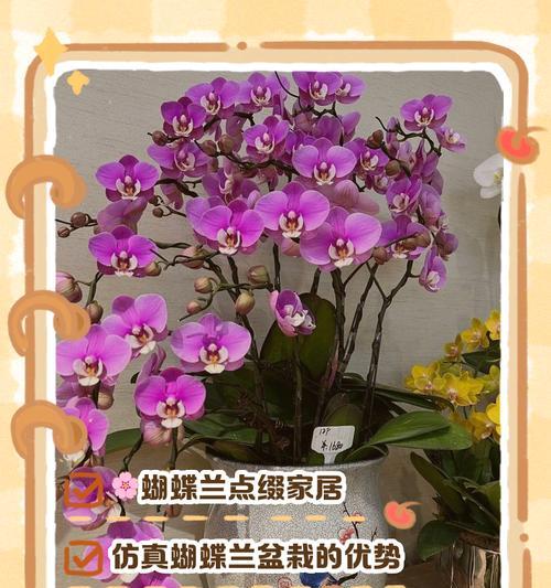 蝴蝶兰盆栽的养护技巧有哪些？如何保持蝴蝶兰健康？