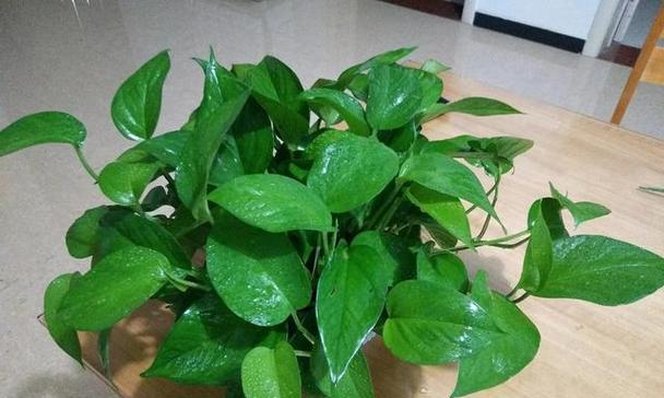 绿萝开花意味着什么？绿萝开花后应该注意什么？