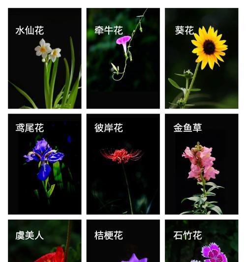 表达“爱你在身边”的花语是哪种？