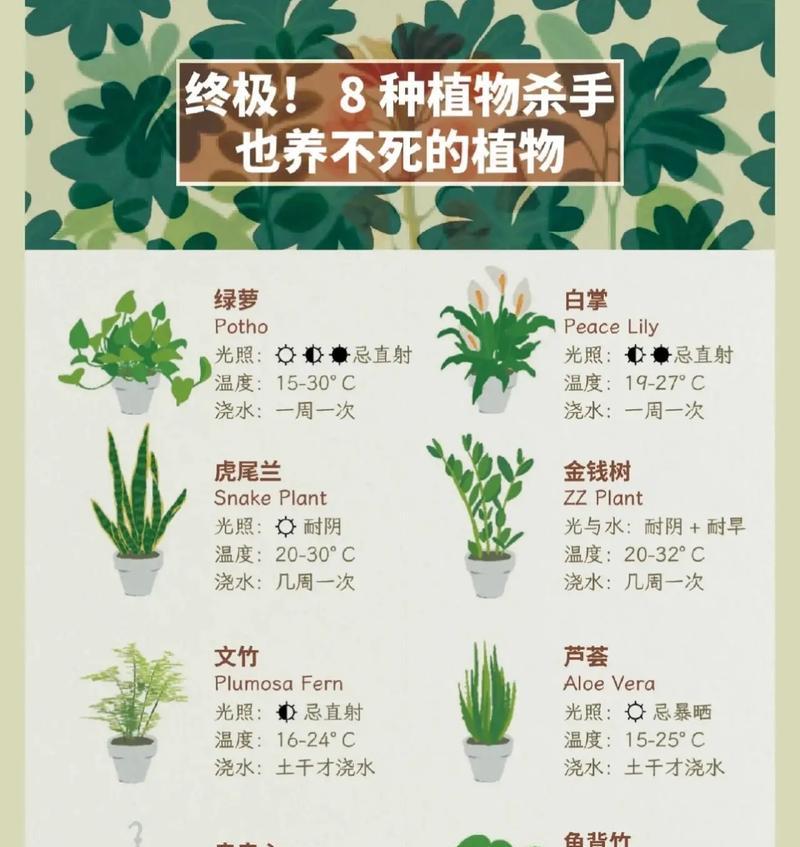 绿萝开花意味着什么？绿萝开花后应该注意什么？