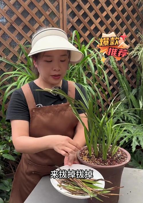 白兰花烂根的原因是什么？如何处理和预防烂根问题？