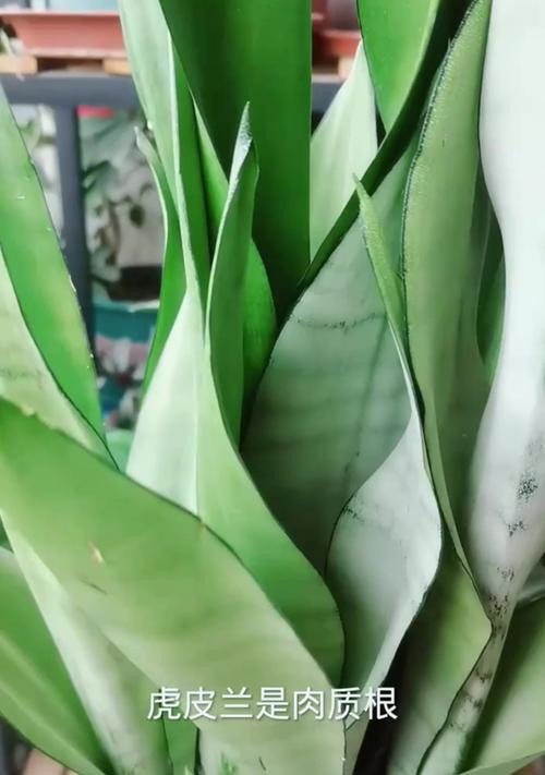 白兰花烂根的原因是什么？如何处理和预防烂根问题？
