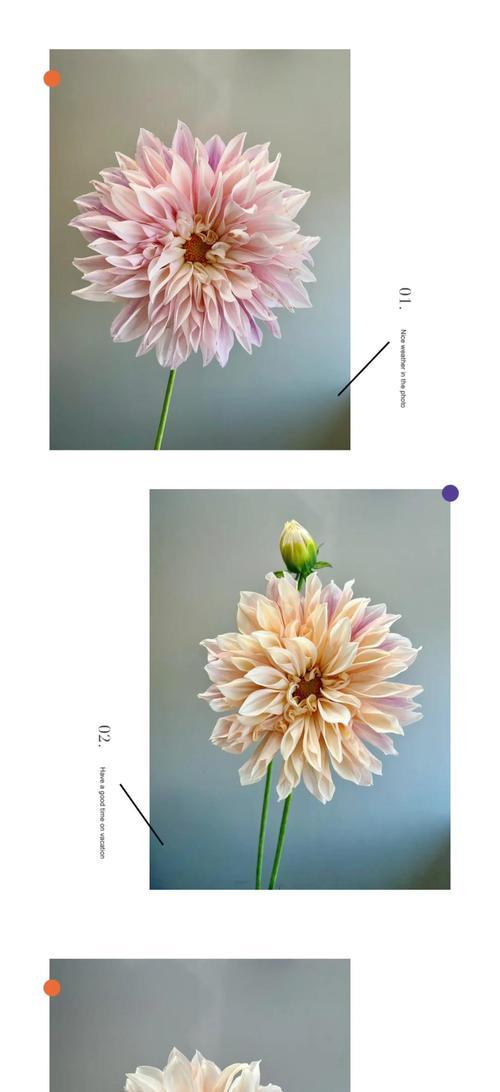 大丽花冬季养护需要注意什么？如何确保大丽花安全越冬？