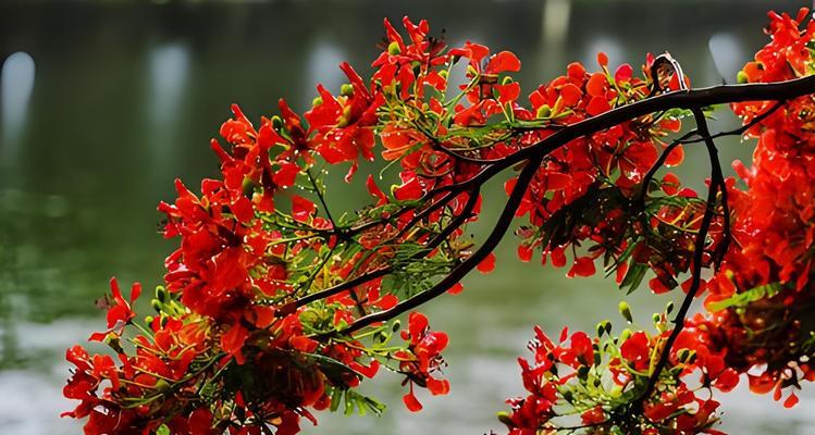 凤凰花的花语代表了什么？