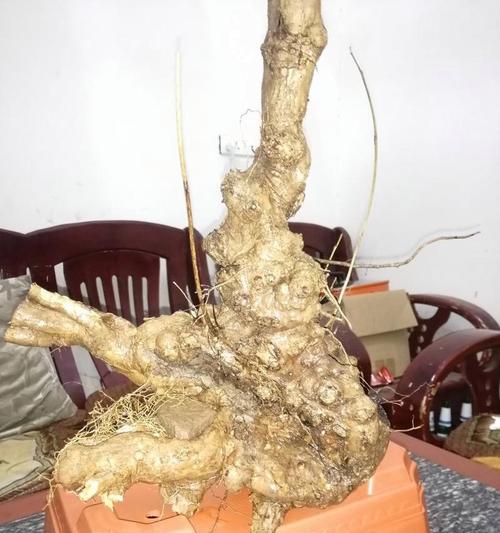 黄荆盆景用什么土？黄荆盆景土壤的选择和配制方法是什么？