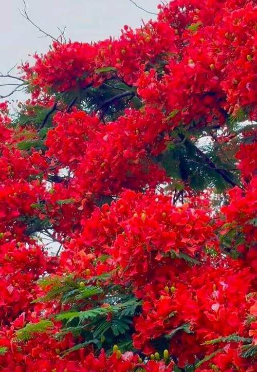凤凰花的花语代表了什么？