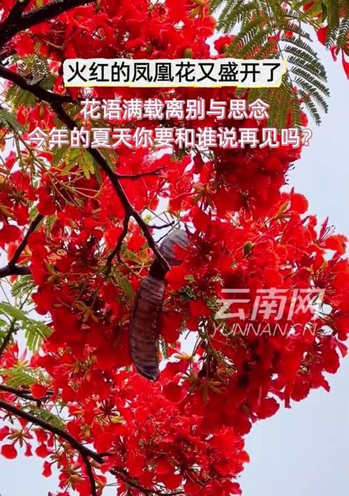 凤凰花的花语代表了什么？