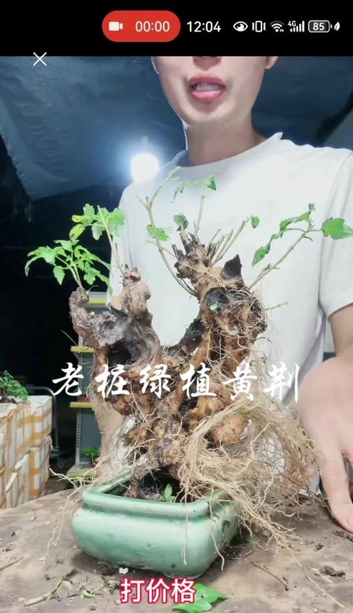黄荆盆景用什么土？黄荆盆景土壤的选择和配制方法是什么？