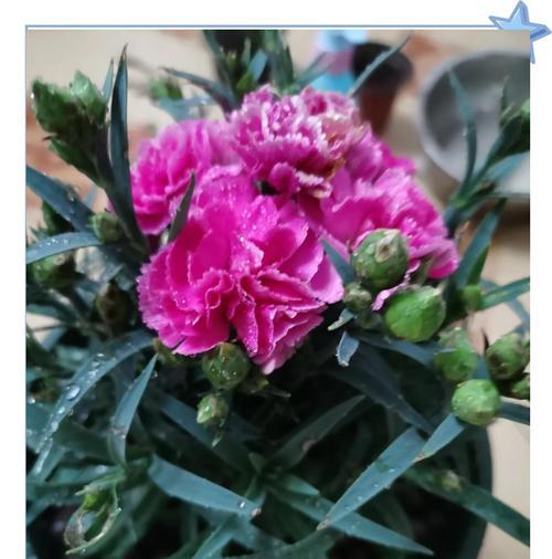 康乃馨的养殖技巧有哪些？如何保持花朵鲜艳？