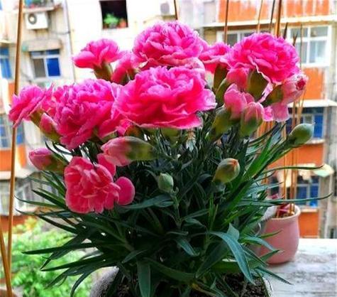 康乃馨的养殖技巧有哪些？如何保持花朵鲜艳？