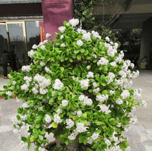 绿植玉树的花语有何特别之处？