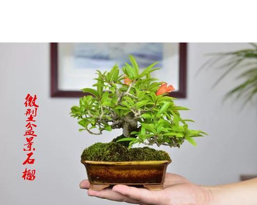 用银杏老树根做盆景好吗？这样做有什么好处？