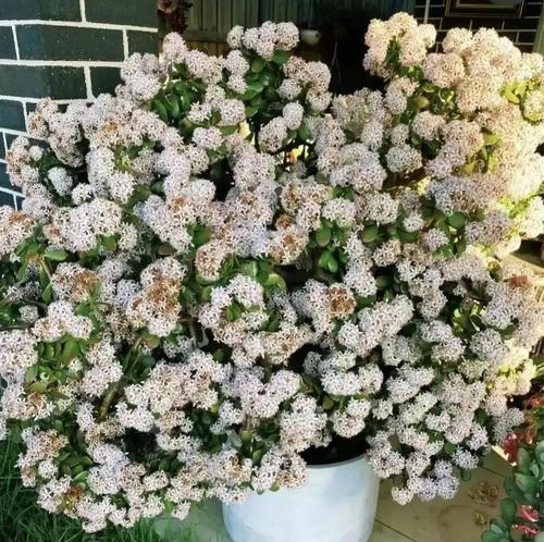 绿植玉树的花语有何特别之处？