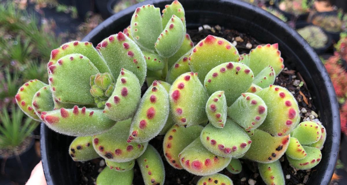 熊童子多肉植物的养殖技巧是什么？如何保持其多肉状态？