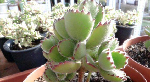 熊童子多肉植物的养殖技巧是什么？如何保持其多肉状态？