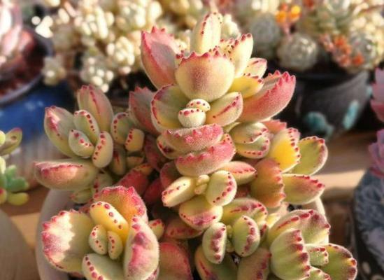 熊童子多肉植物的养殖技巧是什么？如何保持其多肉状态？