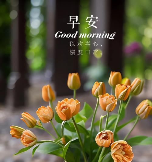 春日花语中蕴含了哪些信息？