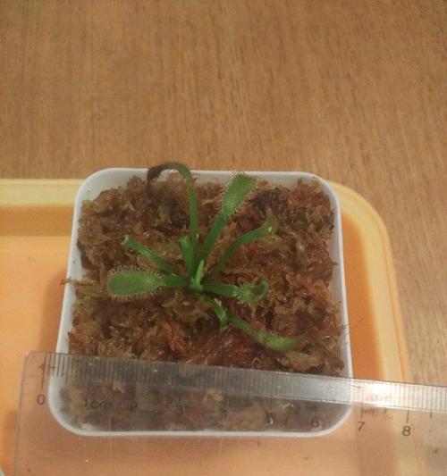 食虫草的养殖方法和注意事项是什么？
