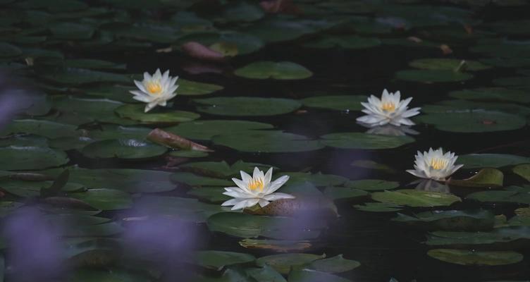 美满花语与莲韵有何不同？它们各自的含义是什么？