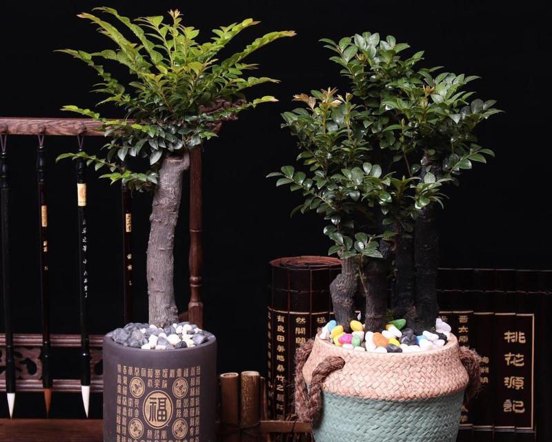 小叶紫檀花卉的养殖方法是什么？如何解决小叶紫檀花卉的常见问题？