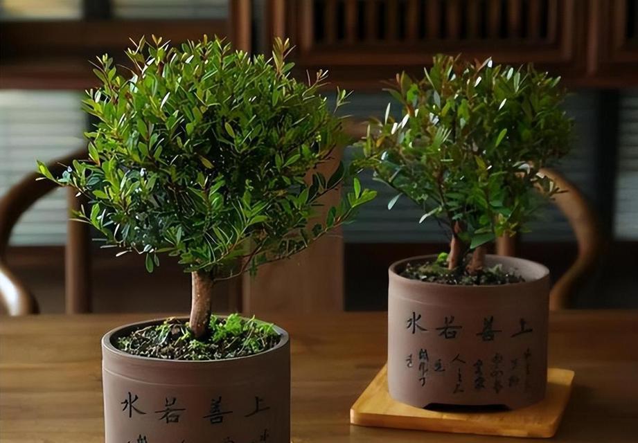 小叶紫檀花卉的养殖方法是什么？如何解决小叶紫檀花卉的常见问题？