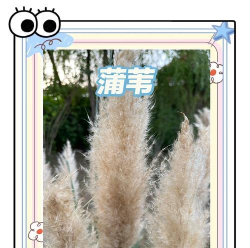 芦苇的花语是什么？它传达了怎样的信息？