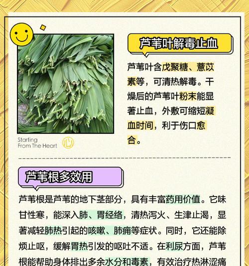 芦苇的花语是什么？它传达了怎样的信息？