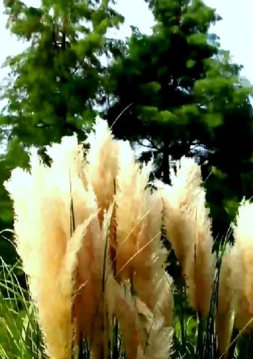 芦苇的花语是什么？它传达了怎样的信息？