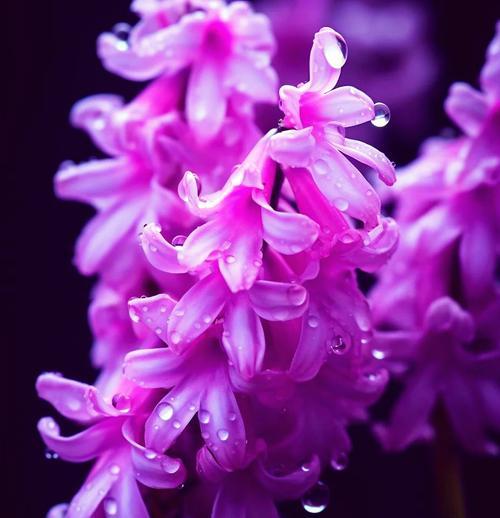 风信子的花语有何优美之处？风信子代表了什么？