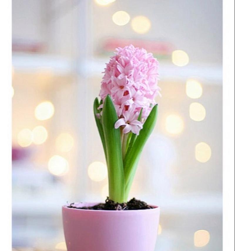 风信子的花语有何优美之处？风信子代表了什么？