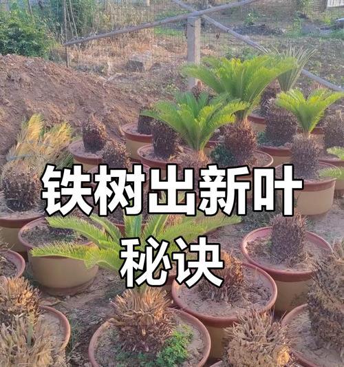 铁树快速生长的秘诀是什么？如何促进其健康成长？