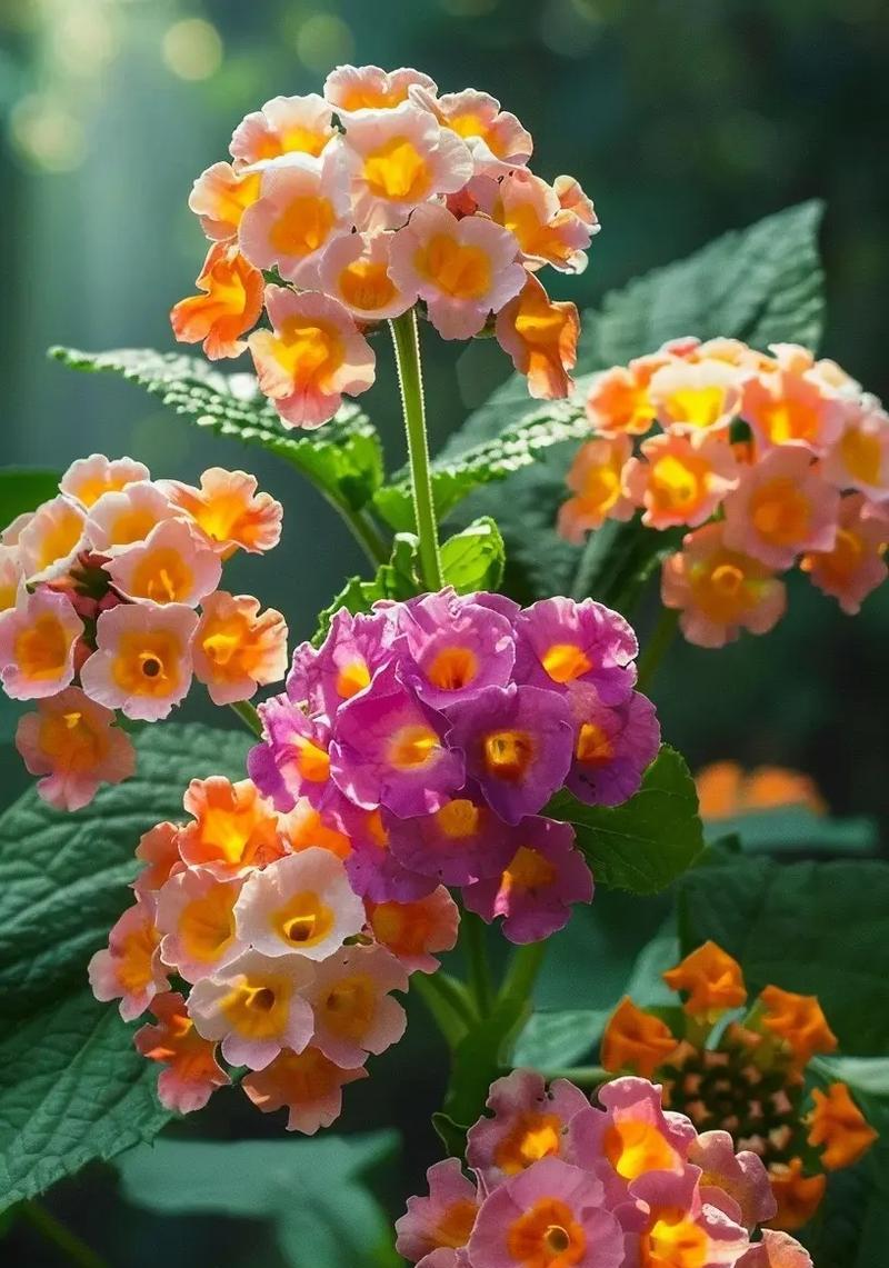 马缨丹的花语寓意有哪些？