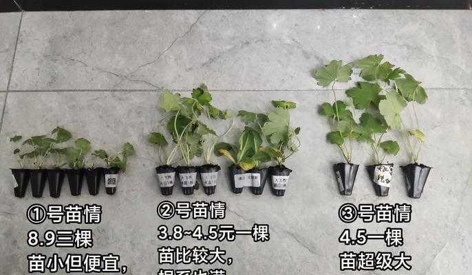 雨燕座怎么养？如何营造适宜的生长环境？
