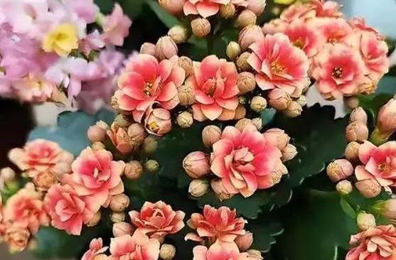 哪些花既好养又花期长？如何选择？