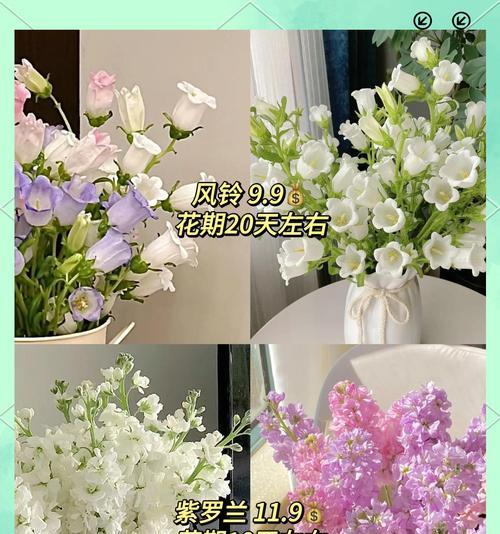 哪些花既好养又花期长？如何选择？