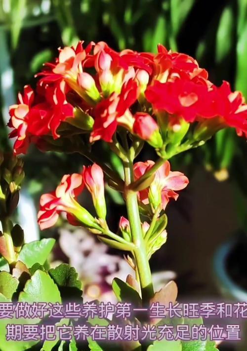 哪些花既好养又花期长？如何选择？