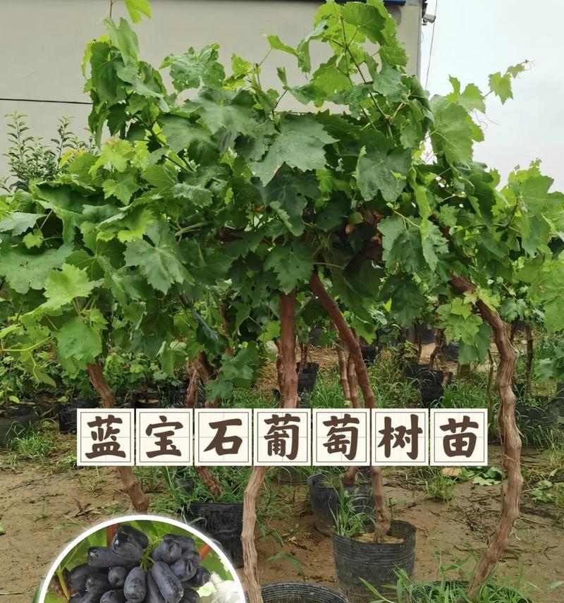 葡萄树盆栽增产技巧有哪些？