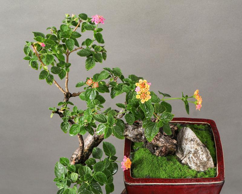 五色梅的花语含义是什么？这种花语通常用来表达什么？