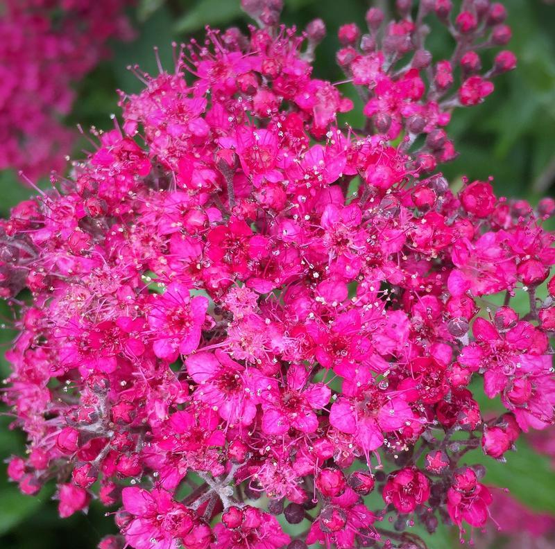 五色梅的花语含义是什么？这种花语通常用来表达什么？
