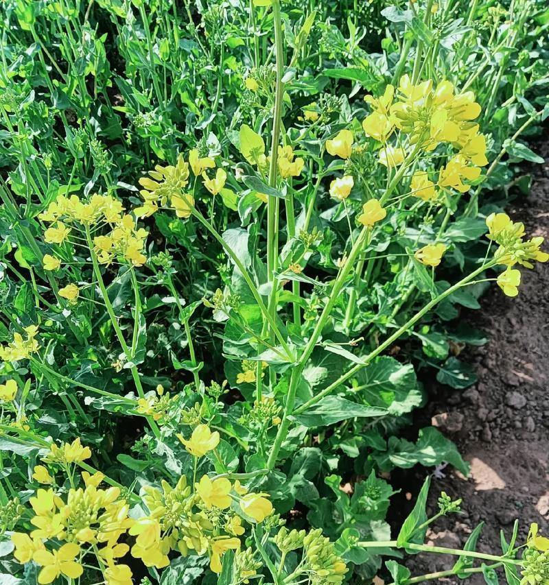 春天适合种植哪些植物？有何推荐？